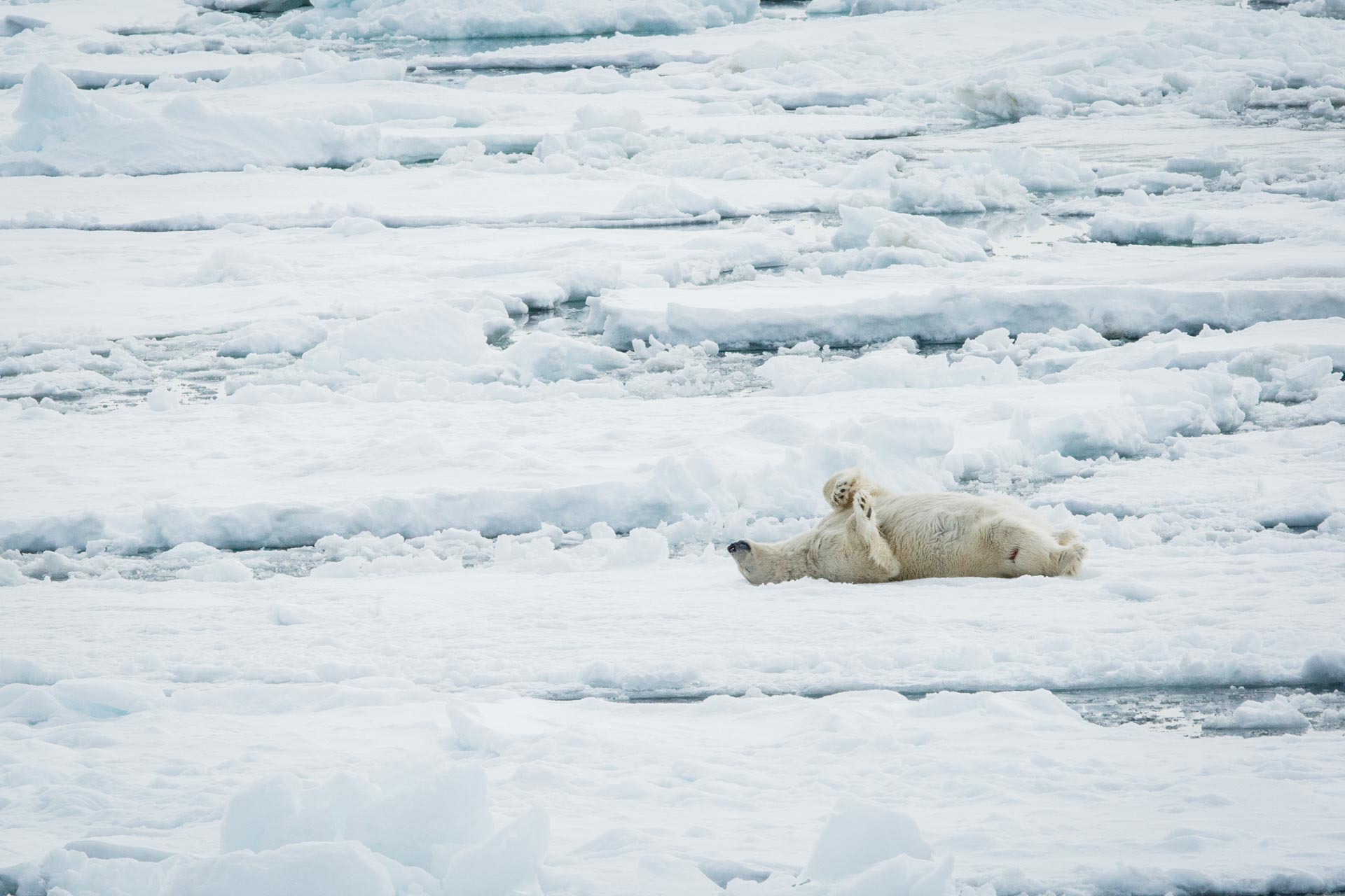 polar bear ours polaire
