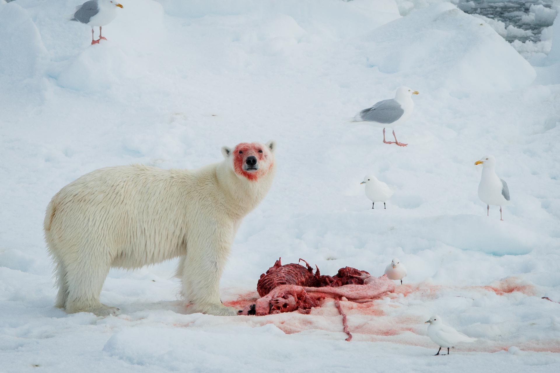 polar bear ours polaire