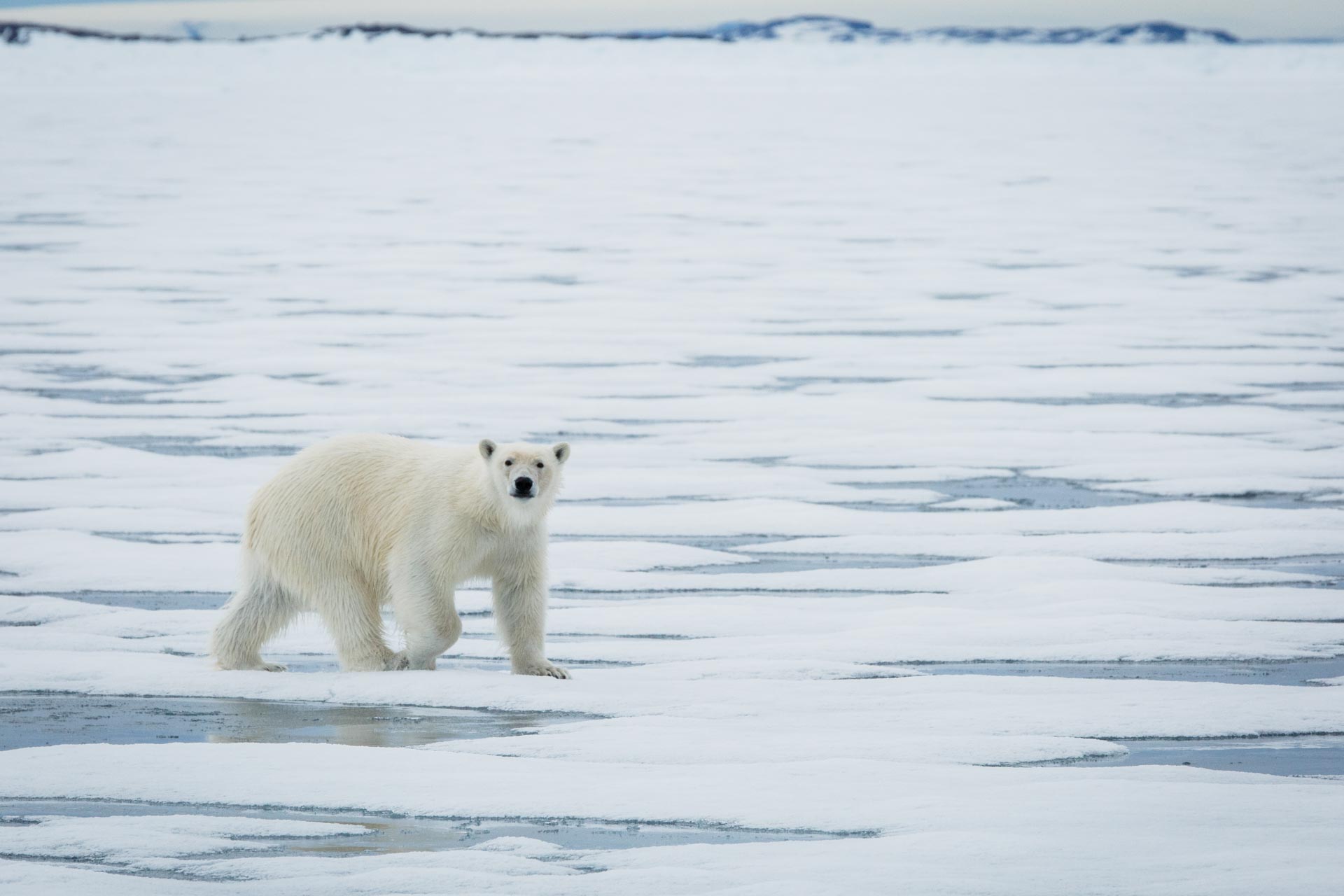 polar bear ours polaire