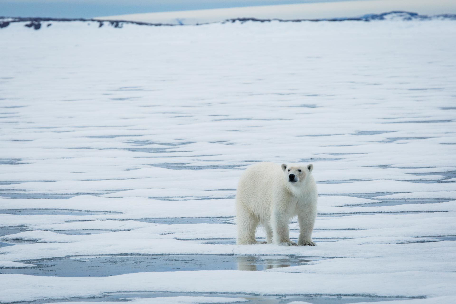 polar bear ours polaire