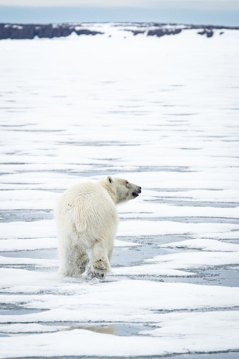 polar bear ours polaire