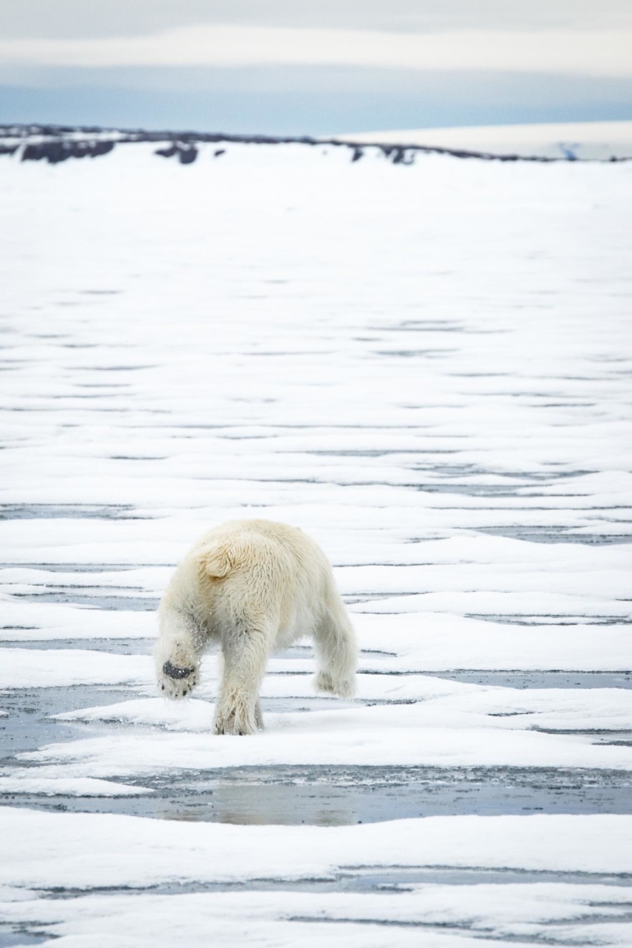 polar bear ours polaire