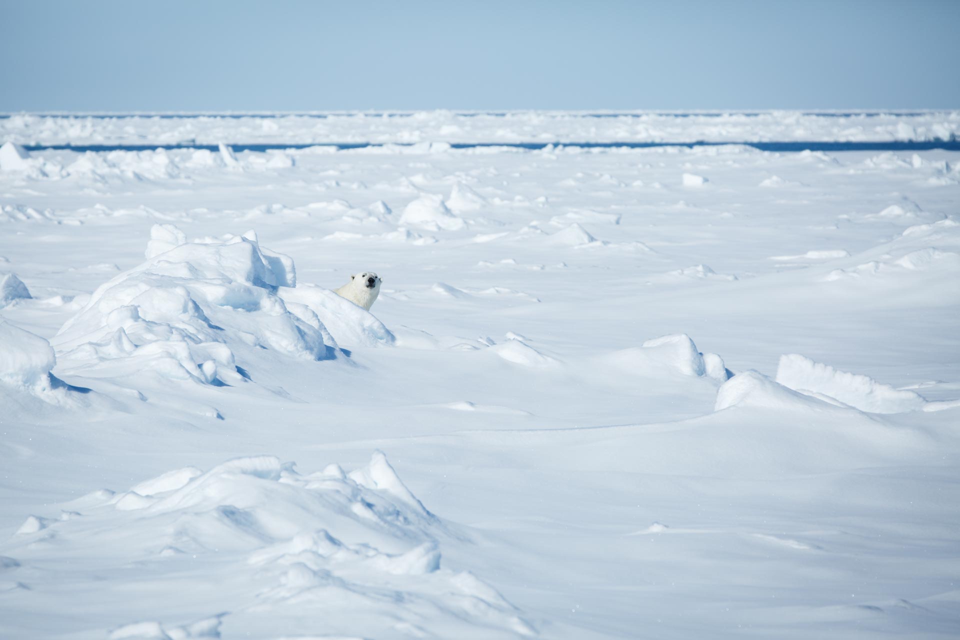 polar bear ours polaire