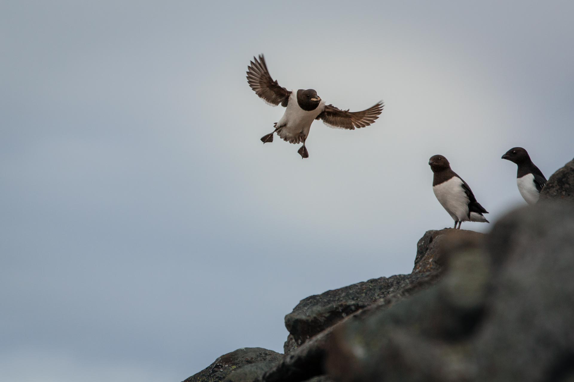 oiseau arctique mergule nain
