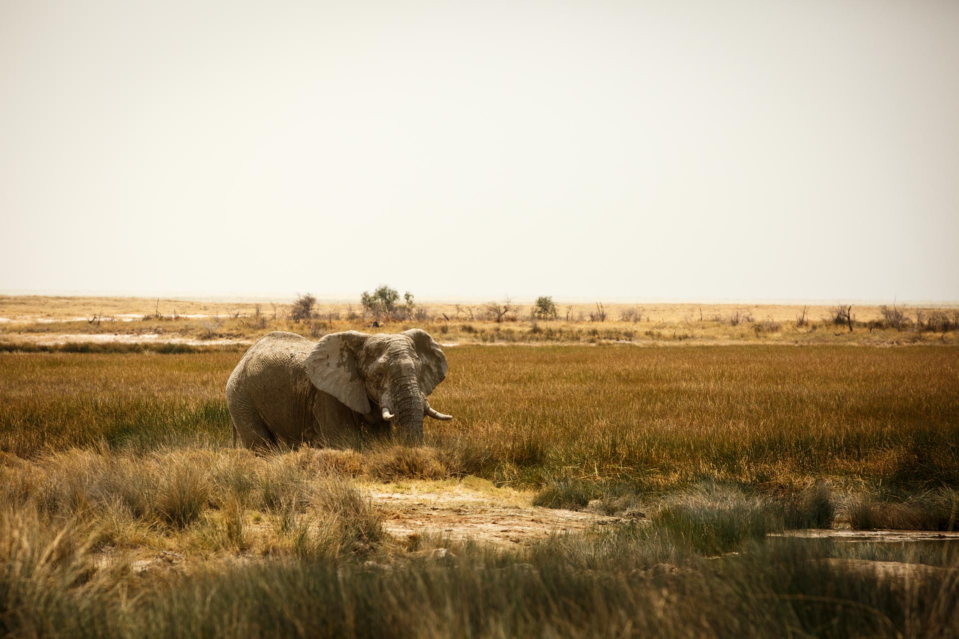 Eléphant dans le parc d'Etosha