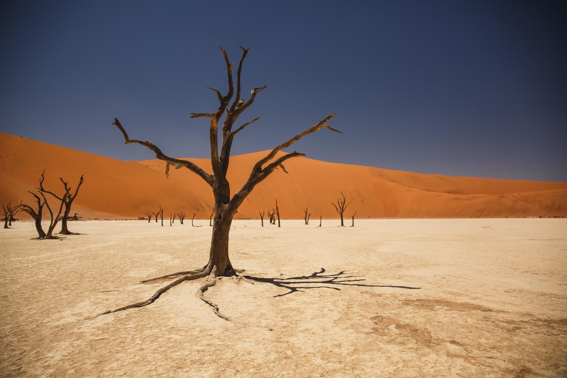 Arbre mort de Dead Vlei, Sossuvlei