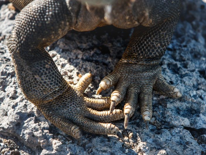 patte iguane marin