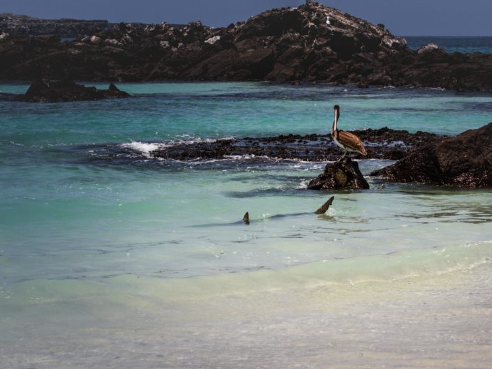 Pélican et requin