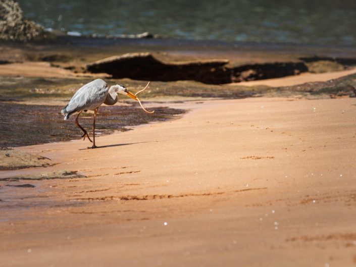grand héron bleu marchant