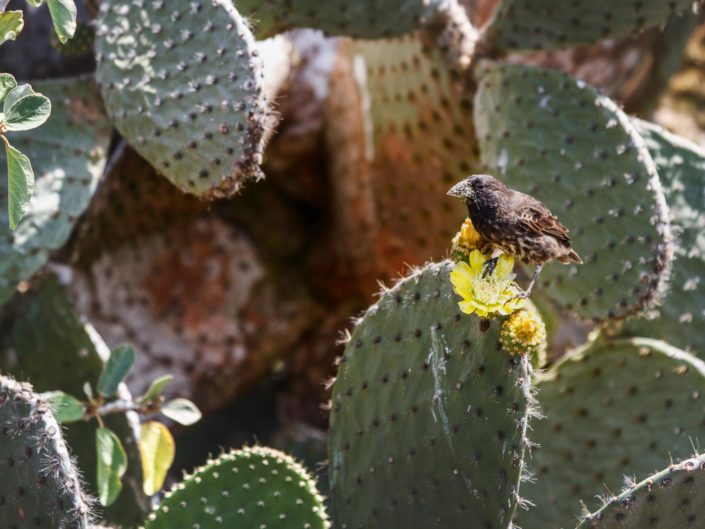 Pinson des cactus