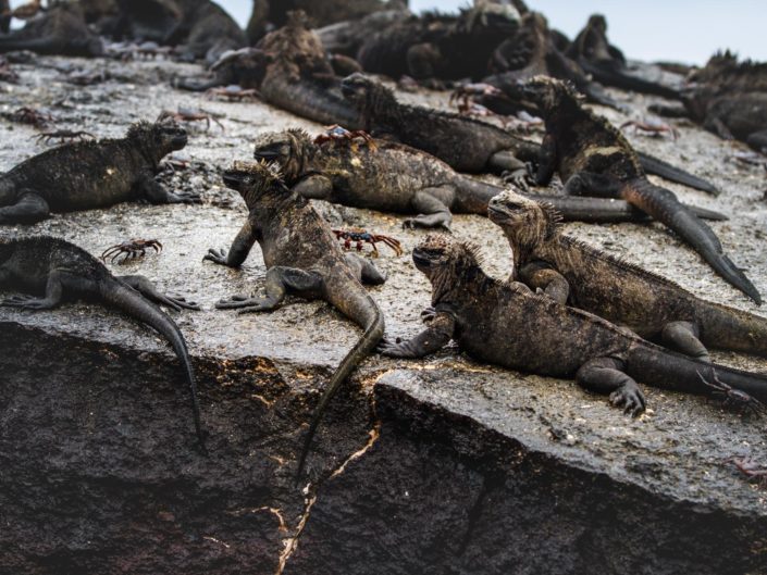 Iguanes marins