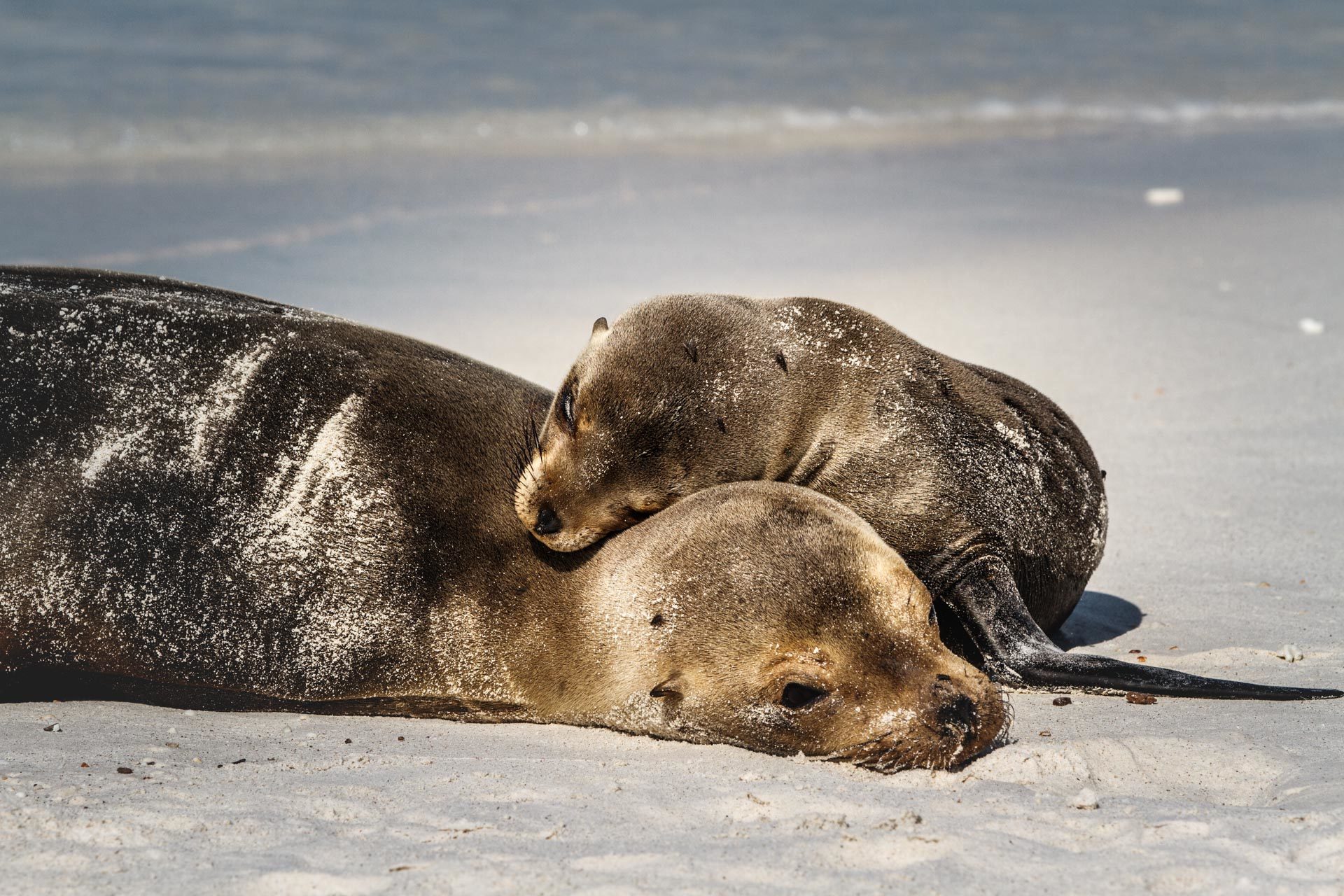 otarie maman bbébé