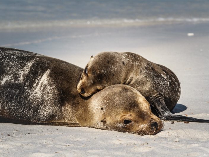 otarie maman bbébé