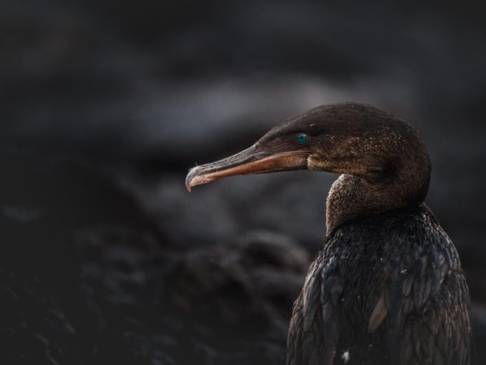 cormoran aptère portrait