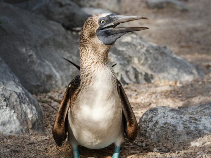 fou pattes bleues couvant un oeuf