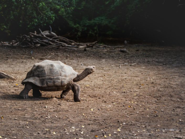 tortue terrestre marchant