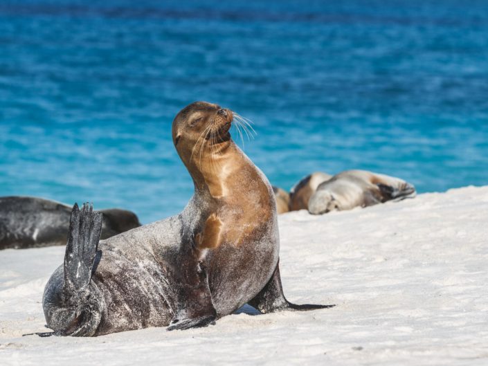 otarie galapagos