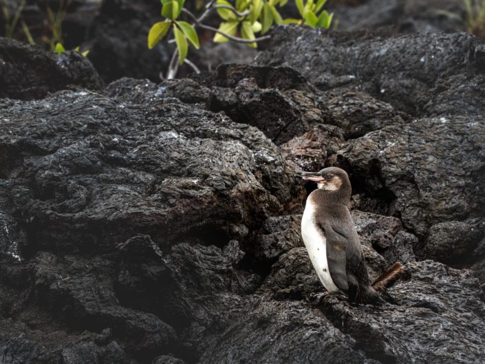manchot galapagos