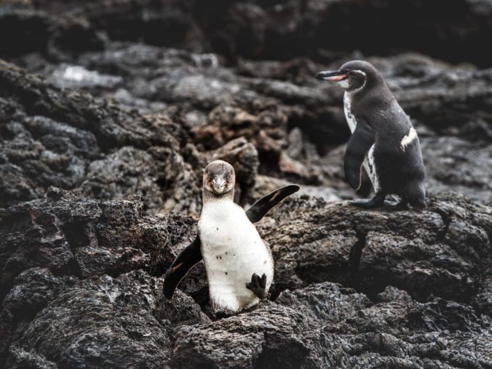 manchot galapagos happy feet