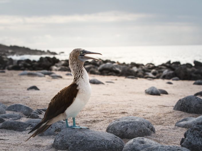 Fou à pattes bleues