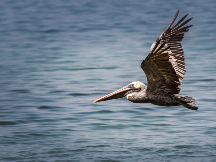 Pélican brun adulte