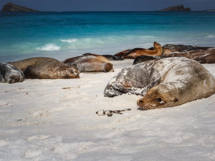 otarie colonie galapagos