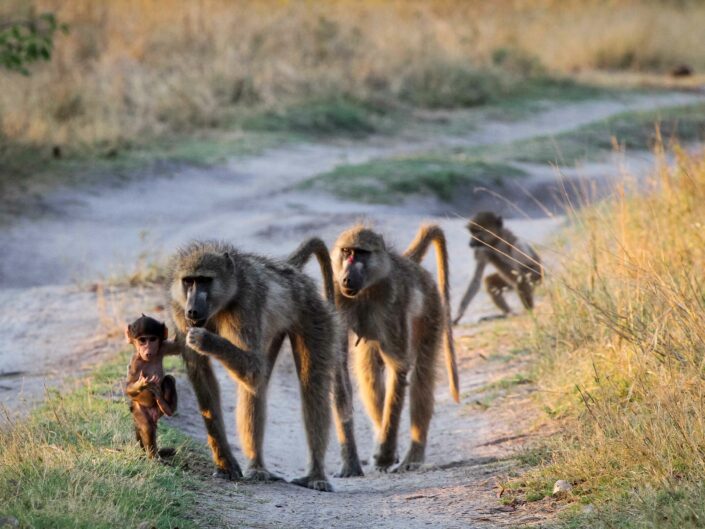 Baboons Walking With Baby in Bostwana
