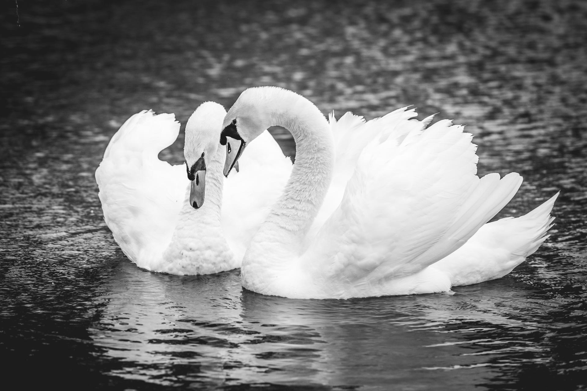 cygne en parade lausanne